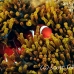 anemonefish_spinecheek_mid_h_0705_png1329.jpg